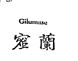 蜜蘭 Gilumasc