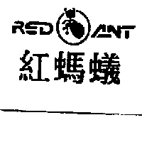 紅螞蟻及圖RED ANT