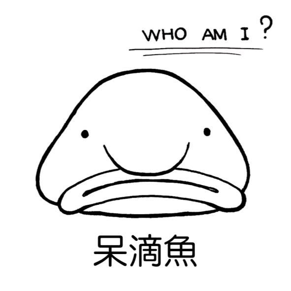 呆滴魚WHO AM I?及圖