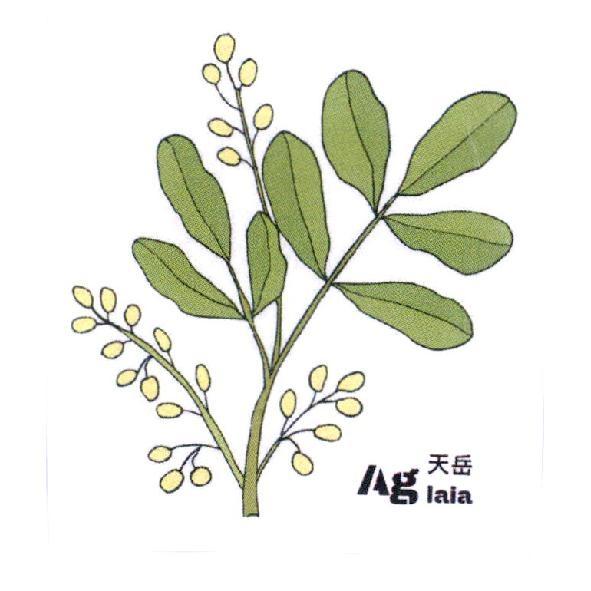 Aglaia 天岳　及圖